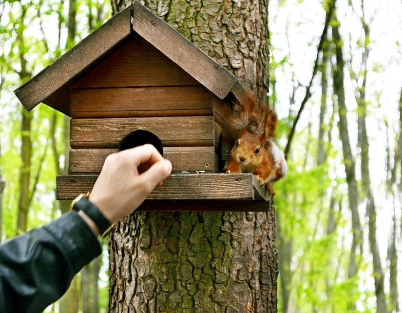 Ein rauer Baustamm ist vorteilhaft für die Eichhörnchen