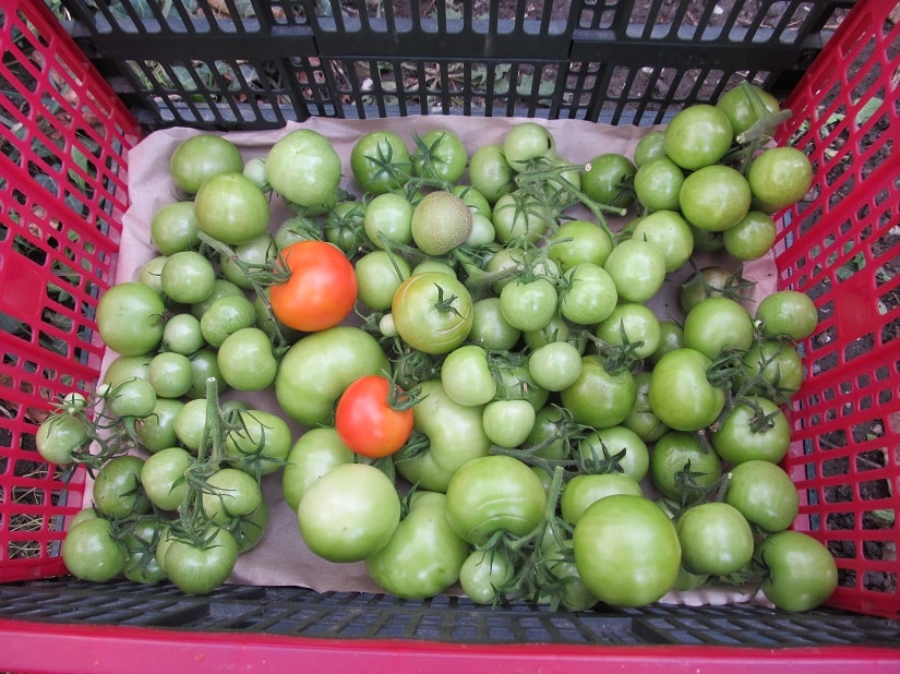 Lagerung grüner Tomaten