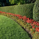Heckenarten