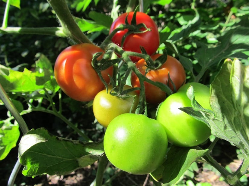 Bei roten Tomaten ist die Reife noch relativ leicht zu erkennen, bei anderen Farben wird es etwas kniffliger.