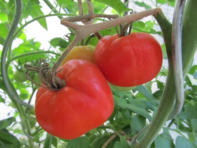 Ob die reifen Tomaten sofort geerntet werden oder noch eine Weile hängen bleiben, ist jedem Gärtner selbst überlassen. 