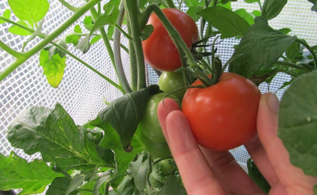 tomaten ernten