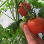 tomaten ernten