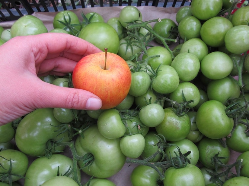 Äpfel zwischen Tomaten lagern