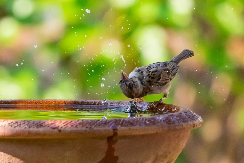 Wenn du nun einen sauberen, sicheren Trinkplatz in deinem Garten zur Verfügung stellst, wird dieser die Vögel förmlich anziehen.