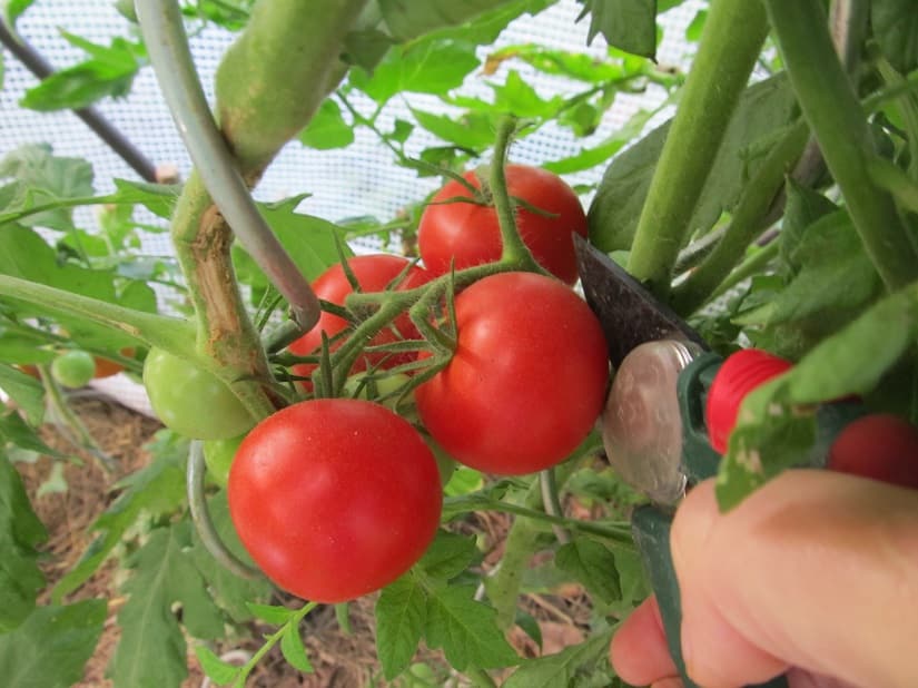 Wie genau man die Tomaten erntet, hängt von verschiedenen Faktoren ab.