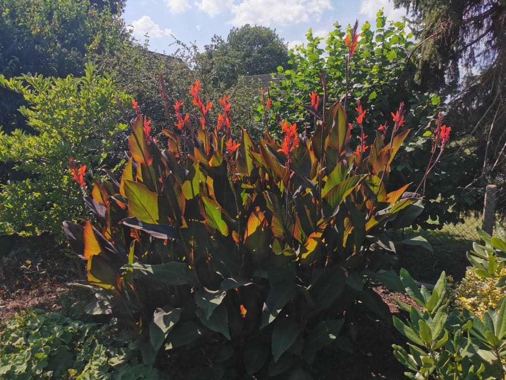 Canna blüht im Sommer wunderschön