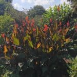 Canna blüht im Sommer wunderschön