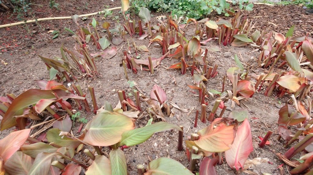 Canna etwa 10 cm über dem Boden abgeschnitten