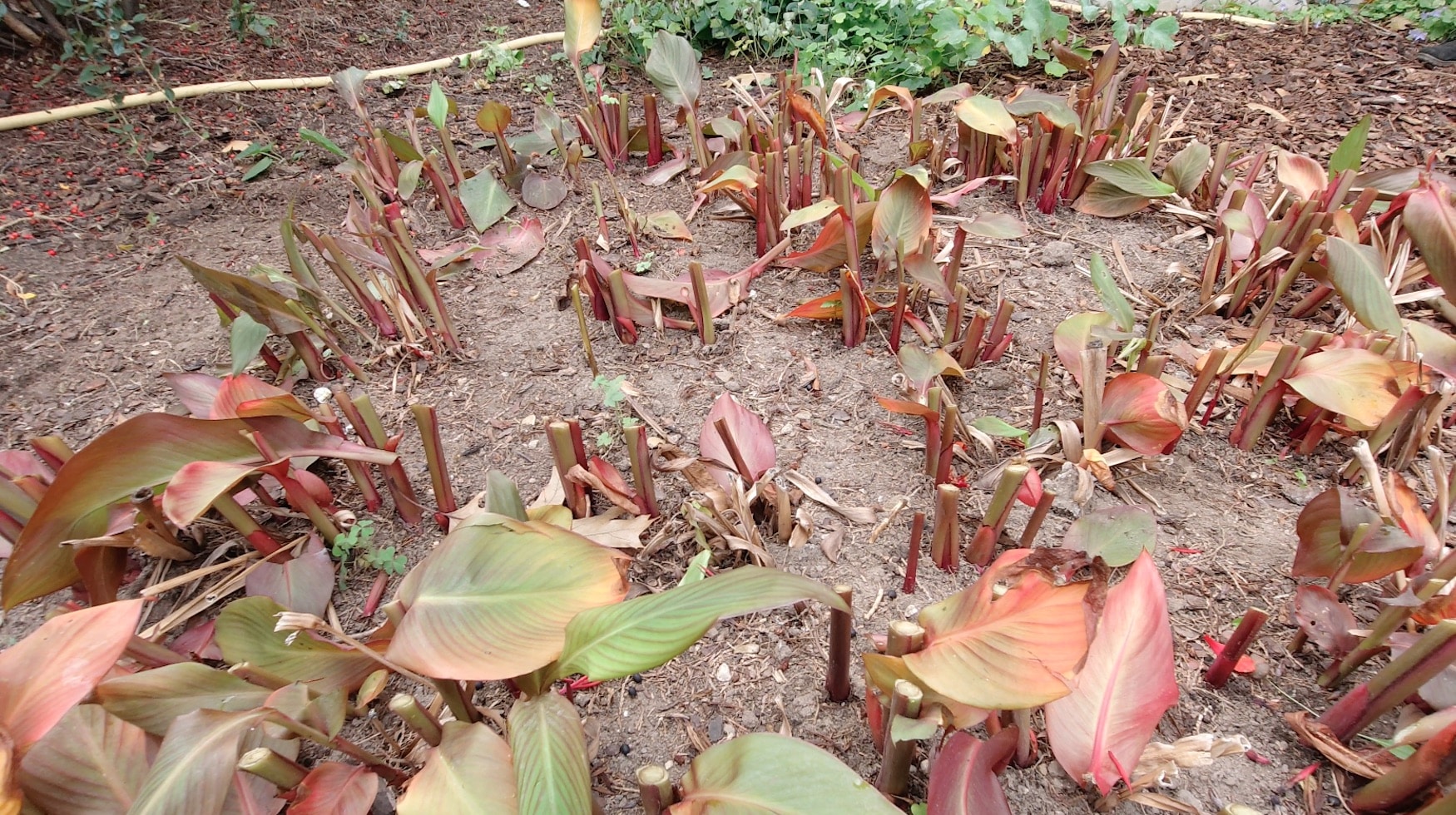 Canna überwintern 2024 » Alle Infos auf Gartenzeile.de
