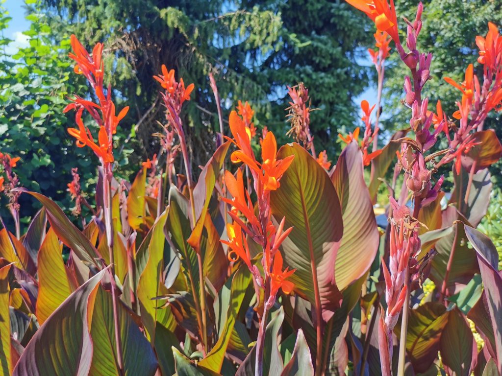 Die Blüte der Canna ist orange rot