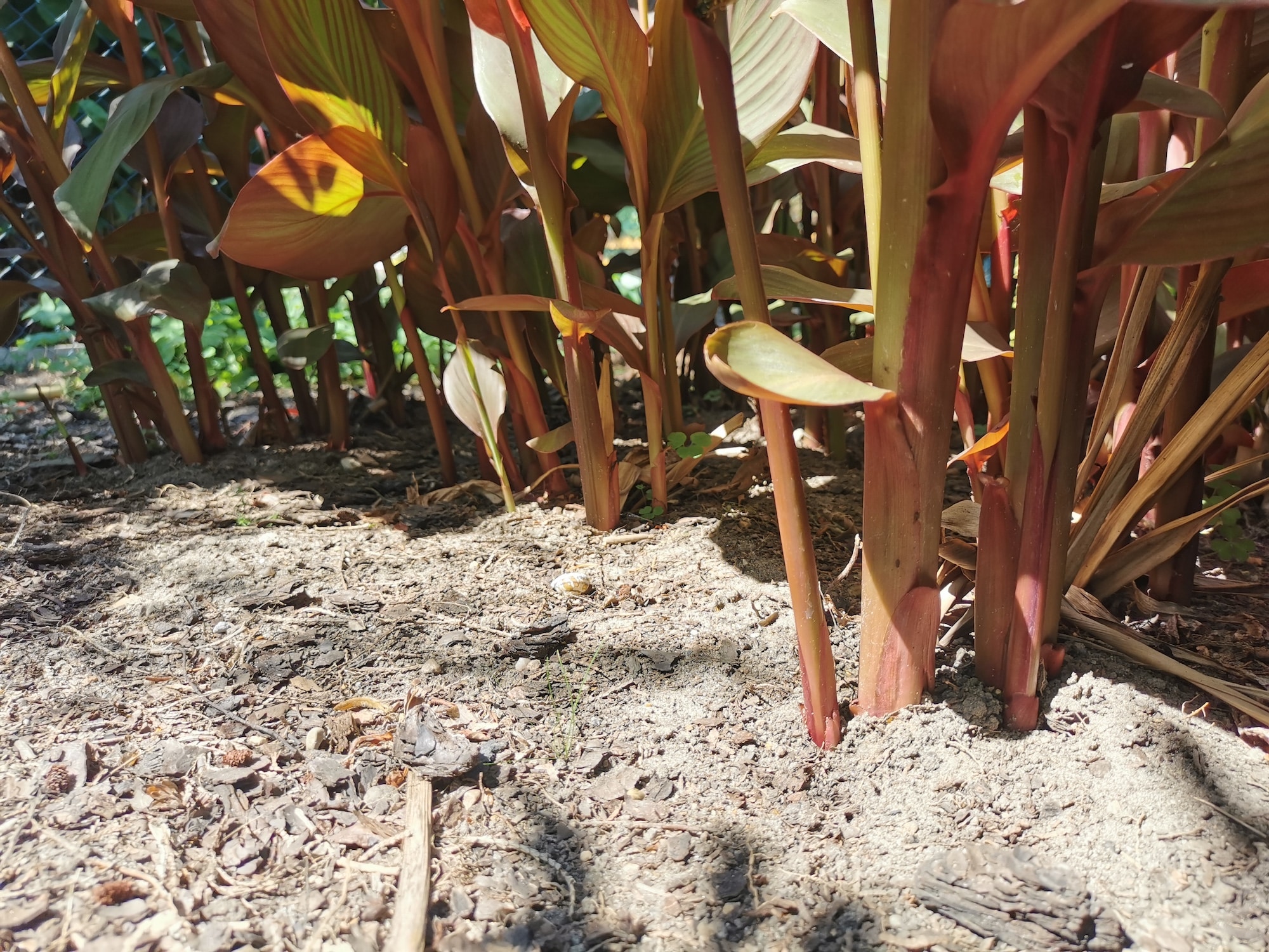 Canna überwintern 2024 » Alle Infos auf Gartenzeile.de