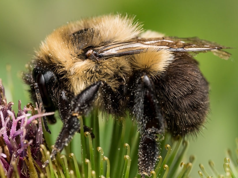 Hummeln stehen in Deutschland unter Naturschutz und sollten deshalb in jedem Garten nisten dürfen.