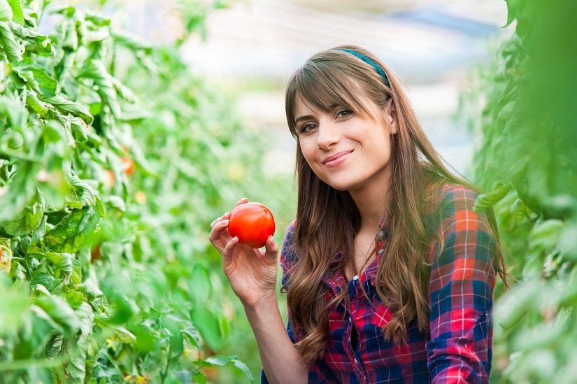 Jetzt geht es um die Vorteile des Tomatendachs