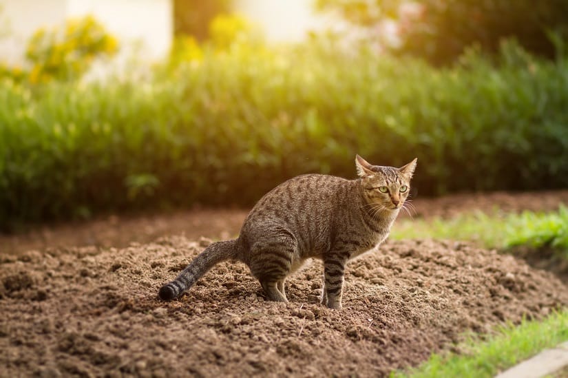 Marderkot wird oft mit Katzenkot verwechselt