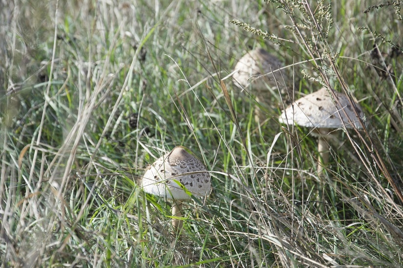 Rasenpilz Gemeiner Riesenschirmling