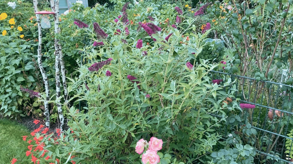 Schmetterlingsflieder im Sommer