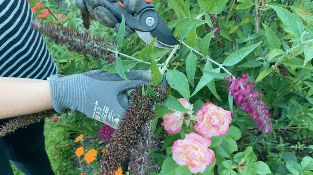 Schmetterlingsflieder im Sommer schneiden