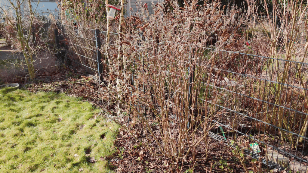 Schmetterlingsflieder nach dem Winter schneiden