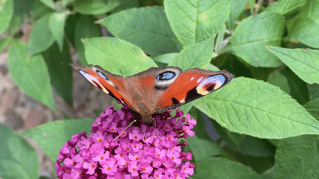 Sommerflieder mit Schmetterling