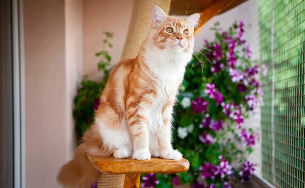 Katzennetz für den Balkon
