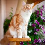 Katzennetz für den Balkon