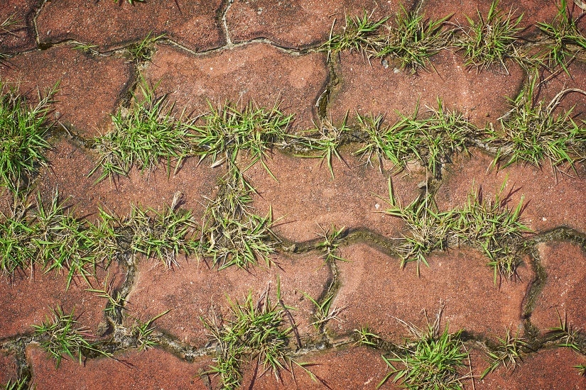 Gras zwischen Pflastersteinen