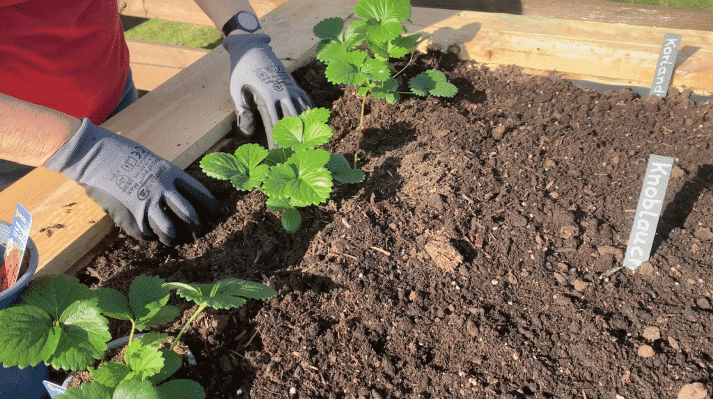 Erdbeeren ins Hochbeet pflanzen