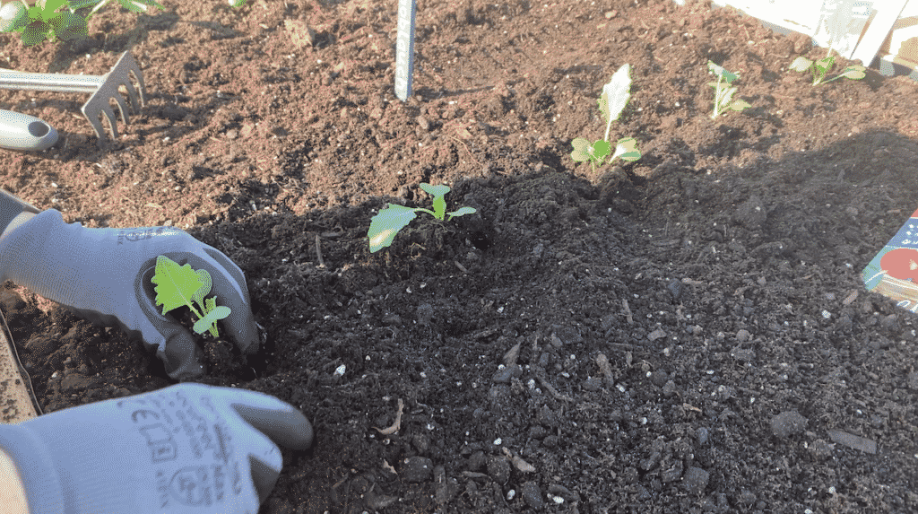 Kohlrabi im Hochbeet pflanzen