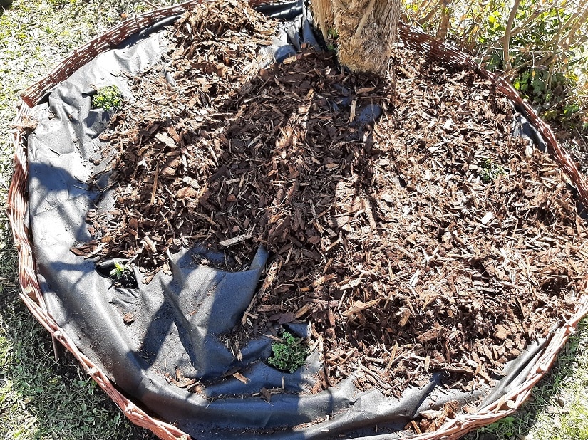Ist die Folie glatt, flächendeckend und dicht verlegt und alle Pflanzen sind versorgt, kann nun das Unkrautvlies mit dem gewünschten Belag verdeckt werden.