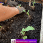 Hochbeet bepflanzen