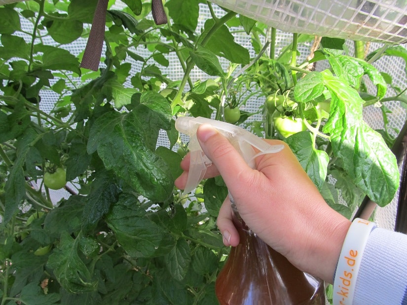 Blattdüngung bei Tomaten