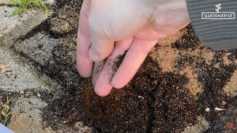 Ameisen im Rasen 2021 » Alle Infos auf Gartenzeile.de