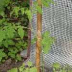 Tomaten binden