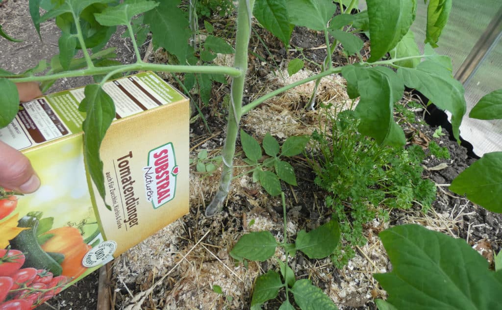 Tomaten düngen