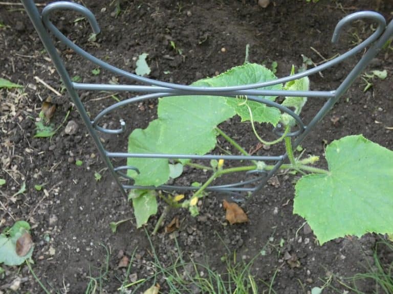 Rankhilfe für Gurken Ratgeber & Produktvorstellungen 2025