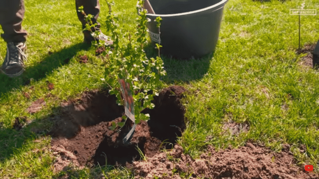 Stachelbeeren einpflanzen