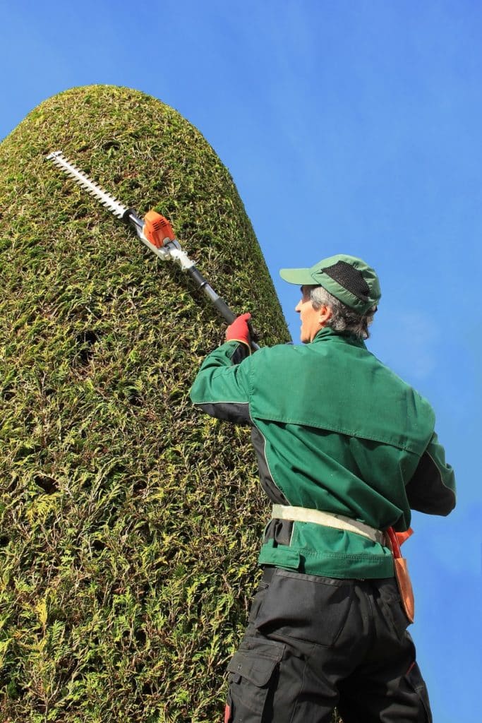 Profi-Gärtner schneidet Thuja mit Heckenschere