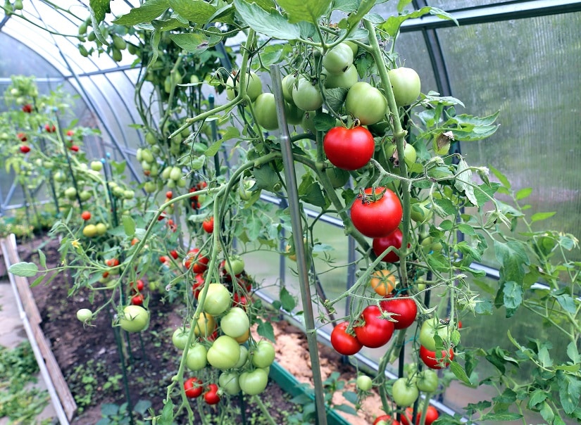 Gewächshaus für Tomaten