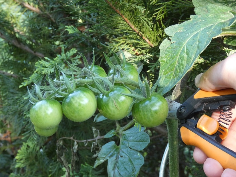 Noternte der Tomaten wegen Braunfäule