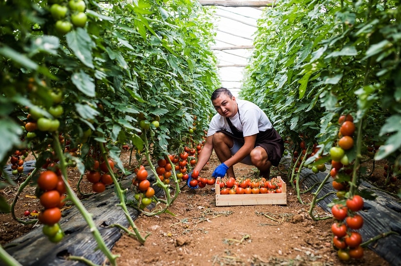 Tomaten im Tomatengewächshaus werden geerntet