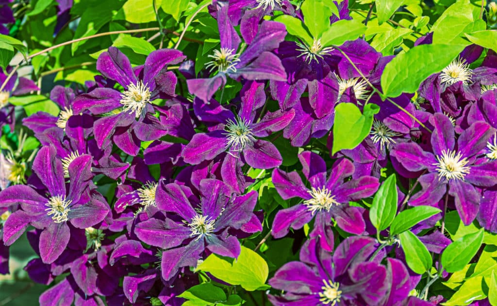 Clematis schneiden