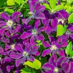 Clematis schneiden