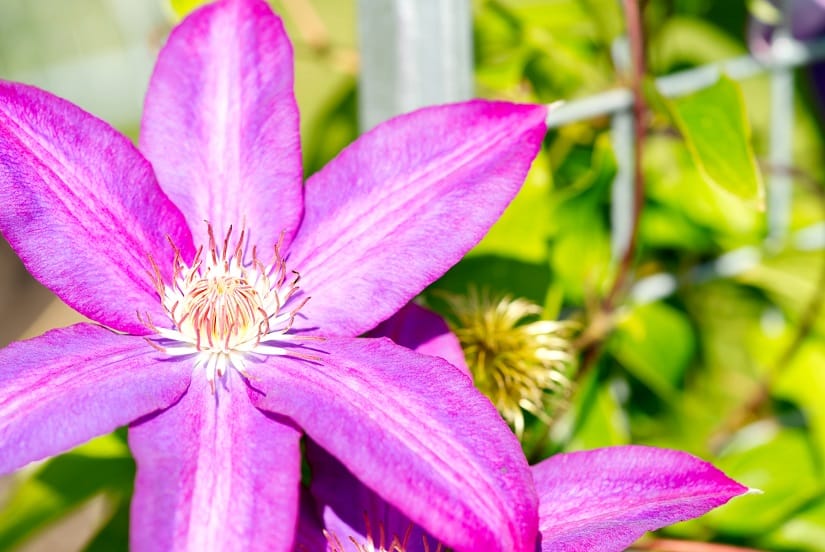 Clematis-Blüte im Garten