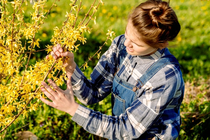 Hobby-Gärtnerin schneidet eine Forsythie