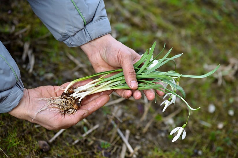 Hier werden Schneeglöckchen im Frühling angepflanzt