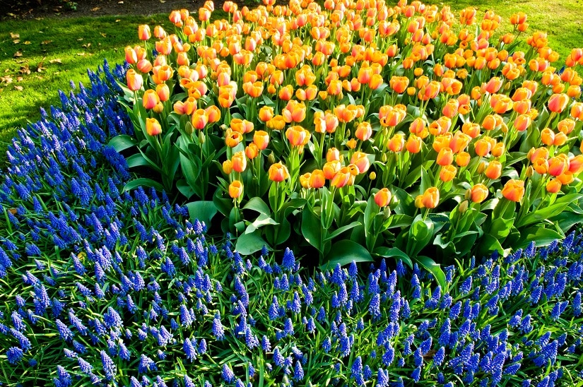 Vermehrte Traubenhyazinthien im Garten