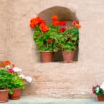 Blumenkübel und -töpfe – Was muss ich beachten?