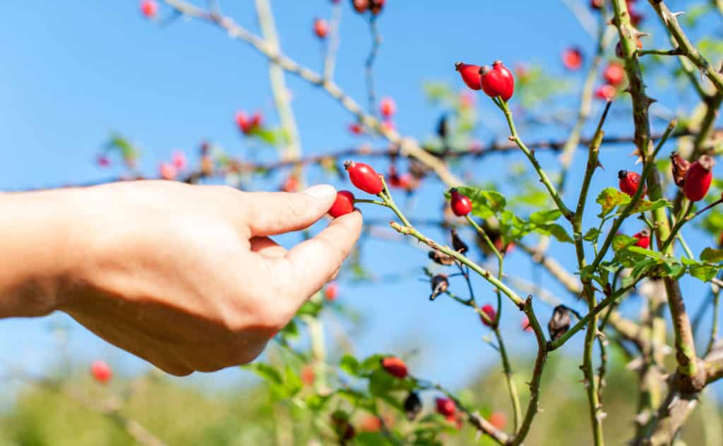 Hagebutten ernten und verarbeiten