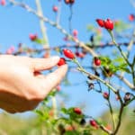 Hagebutten ernten und verarbeiten